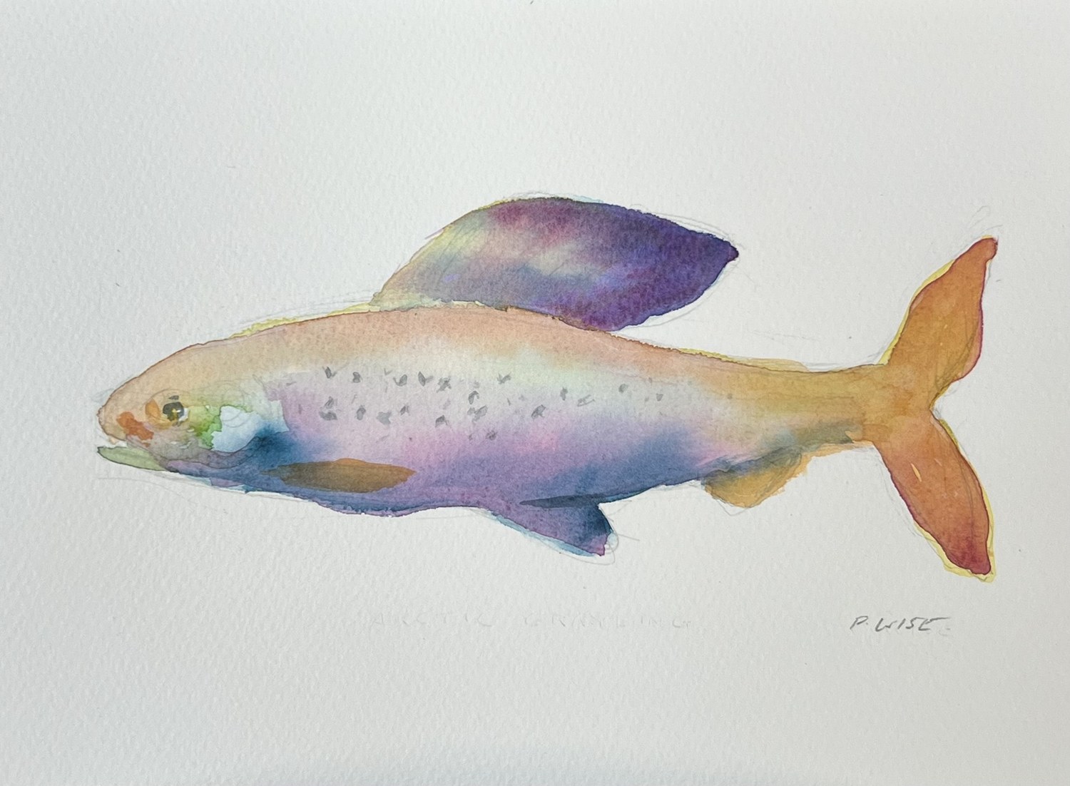Original watercolor by Patrick Wise — Arctic Grayling