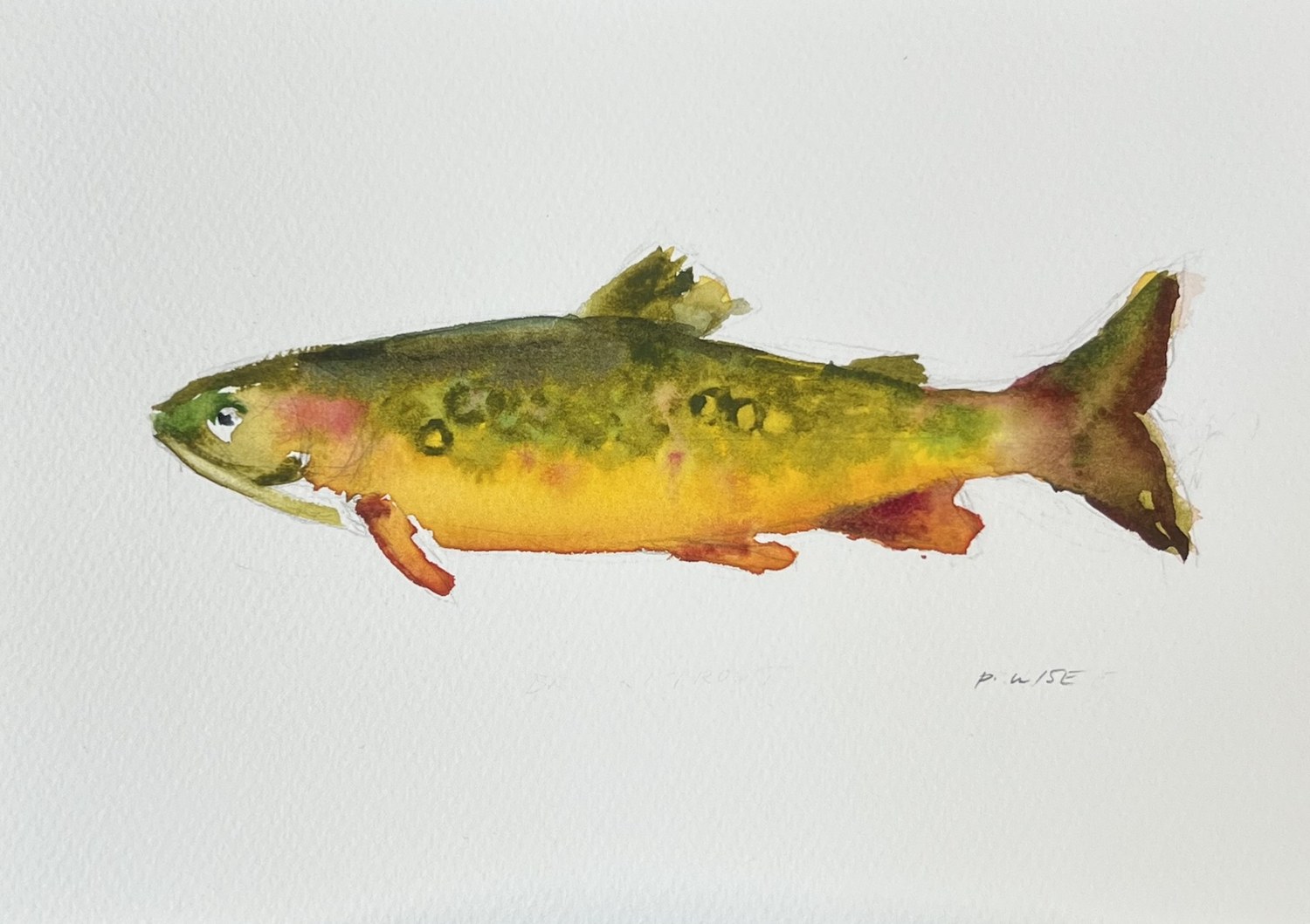 Original watercolor by Patrick Wise — Brook Trout