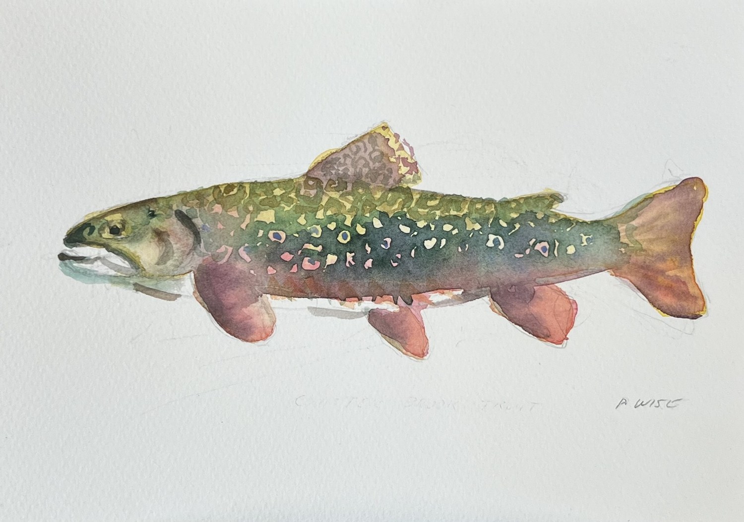 Original watercolor by Patrick Wise — Coaster Brook Trout
