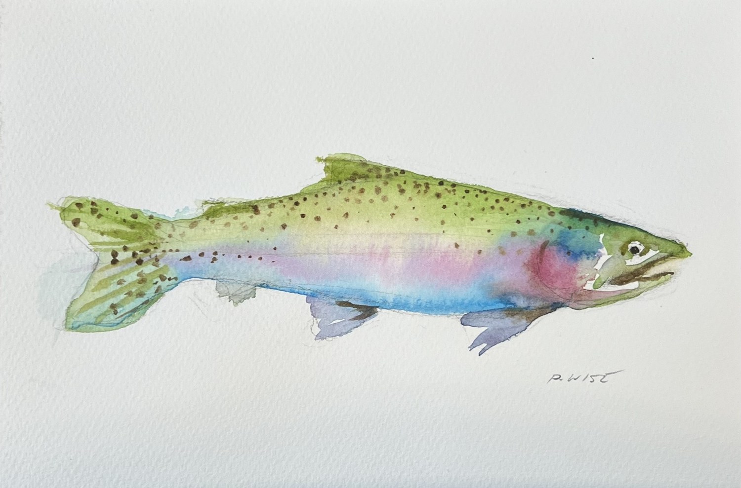 Original watercolor by Patrick Wise — Rainbow Trout